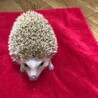 ハリネズミのメスの募集です。 サムネイル1