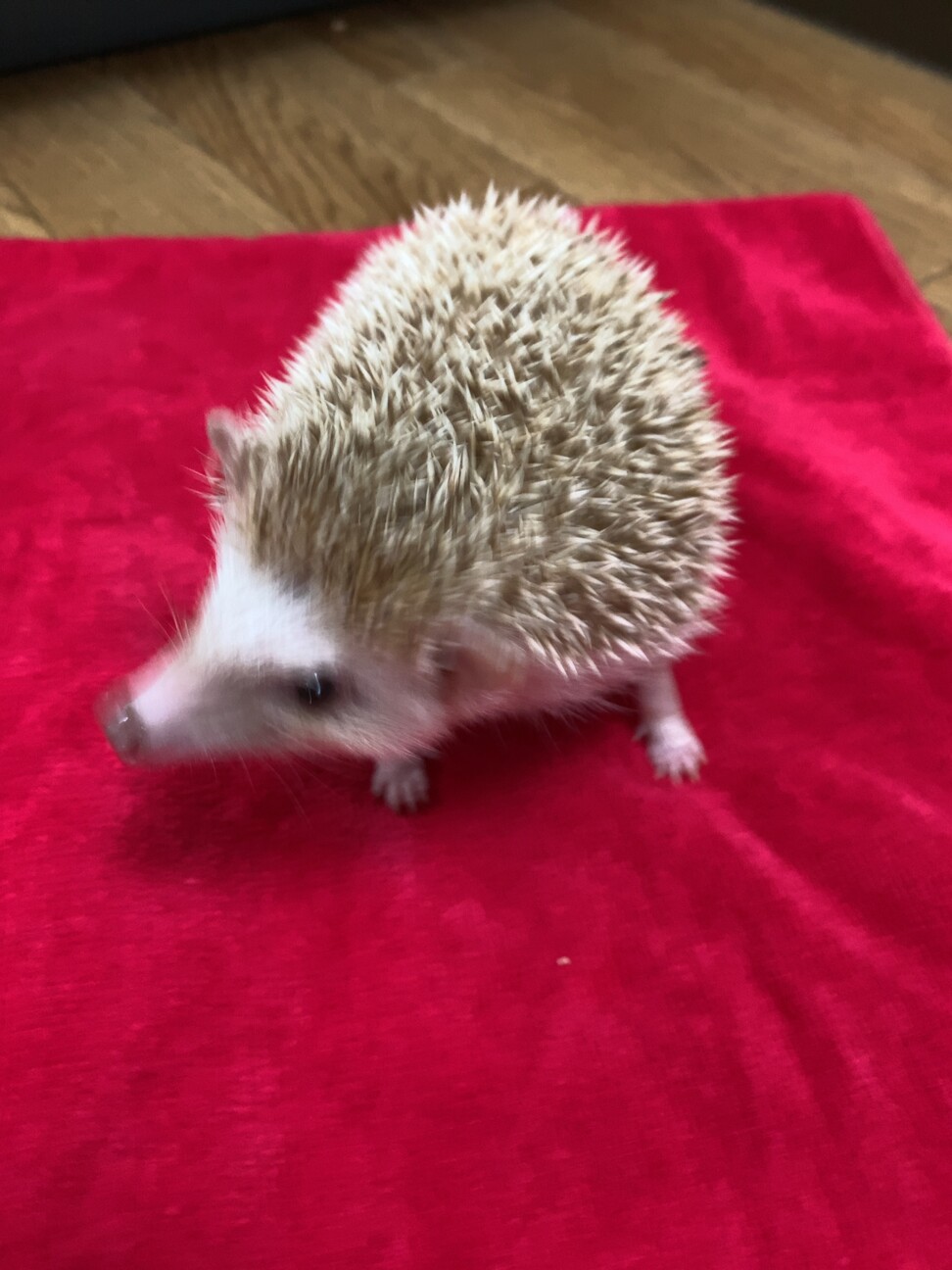 ハリネズミのメスの募集です。 サムネイル2