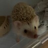 ハリネズミのメスの募集です。 サムネイル4