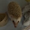 ハリネズミのメスの募集です。 サムネイル5