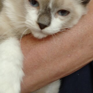 おとなしいシャム風の子猫です