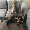 猫子さん