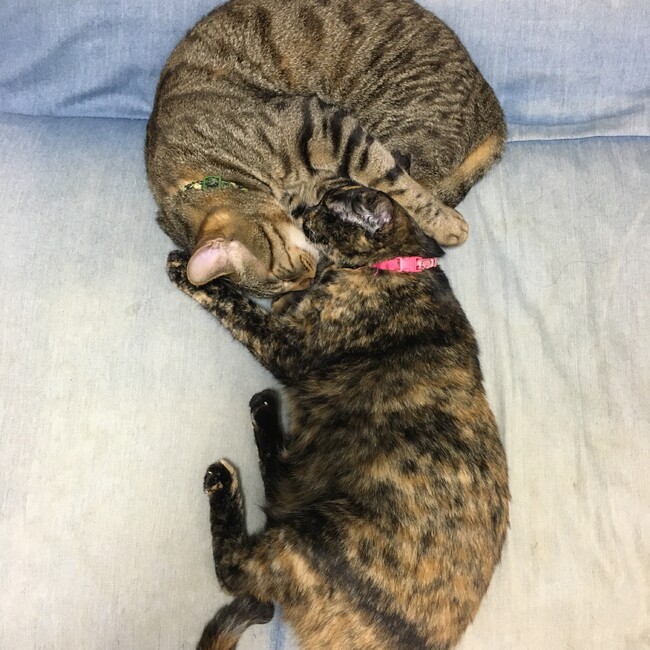 猫子さんのカバー写真