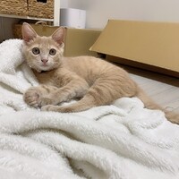  とんかつ