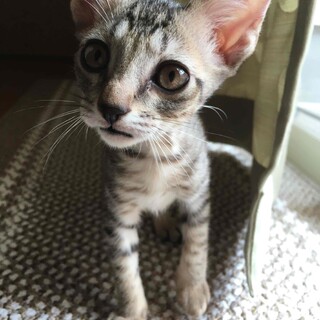 子猫の里親募集中　