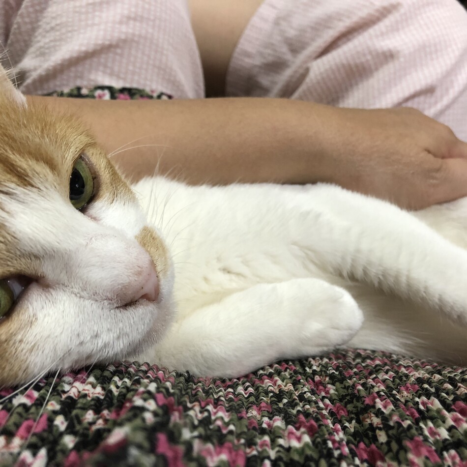 チノのカバー写真