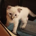 多頭現場の子猫飼い主募集