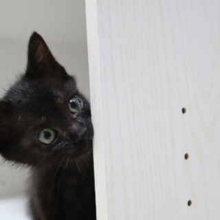 生後３ヶ月　ミケ