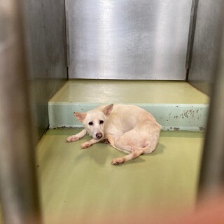 多頭飼育崩壊からのセンター収容 【仮名 ぽぽ】