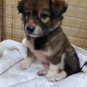 竹やぶで保護したシャイな子犬の男の子！！