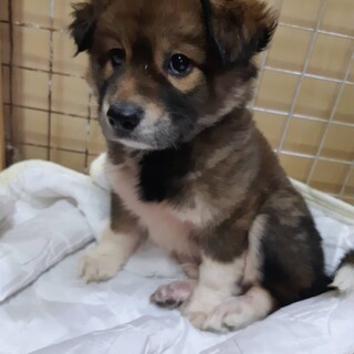 竹やぶで保護したシャイな子犬の男の子！！