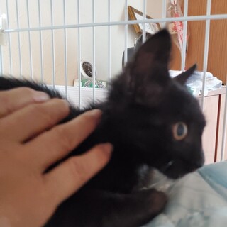 横顔も可愛い黒猫君