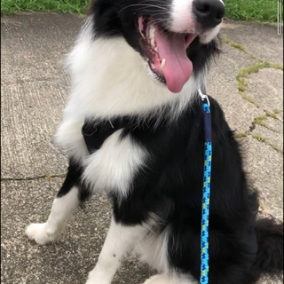 里親様が決定致しました。有難うございます。