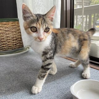 人慣れ抜群美人猫ちゃん　ワクチン2回接種済み