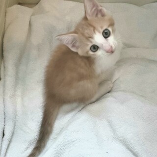 茶白♂可愛いおかっぱヘア生後2ヶ月　姉弟にて募集中