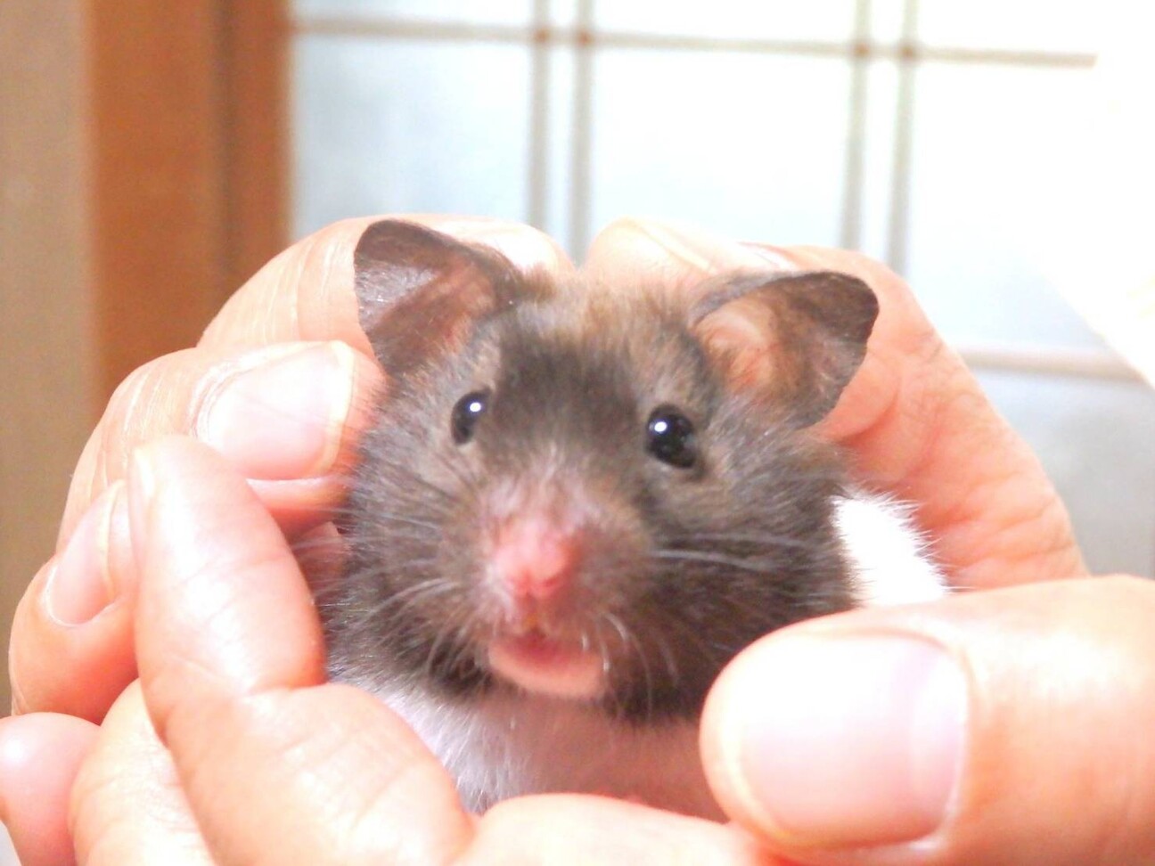 ぶちゃかわハムスター夏芽 奈良県 小動物の里親募集 ペットのおうち 月間利用者150万人