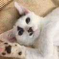 急募‼️生後2ヶ月ほどの子猫です