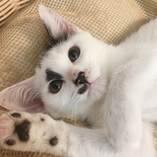 急募‼️生後2ヶ月ほどの子猫です