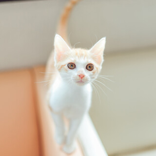 元気爆発っ子『ポテト』