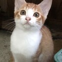 とても臆病で弱虫だけど、美人さんなハルちゃん！
