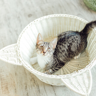 穴開き靴下『カカオ』