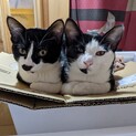 元気で甘えん坊の黒白猫の姉妹2匹です。