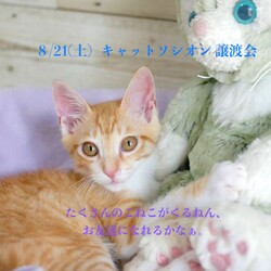 ＊キャットソシオン譲渡会＊第110回