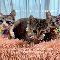 ＊キャットソシオン譲渡会＊第110回 サムネイル2