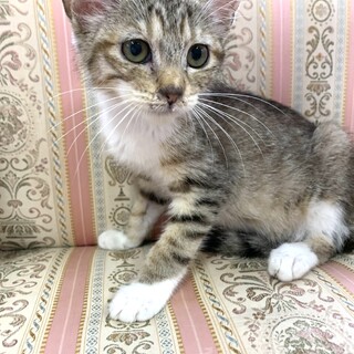 里親さま決まりました☆