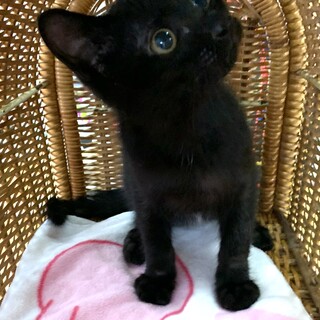 助けてください❣️超フレンドリーなジジちゃん