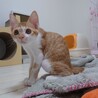 甘えん坊な茶白の男の子。 サムネイル3