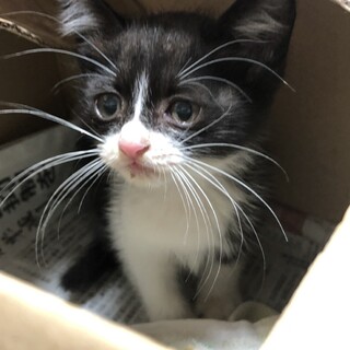 可愛い白い鼻筋の子猫ちゃん
