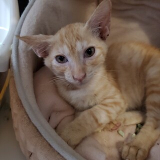 わら君は自分からお膝に乗ってきます、可愛いです。