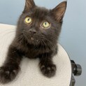 綺麗な黒猫ちゃん