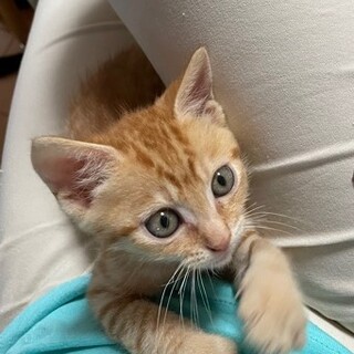 いつもご機嫌ニャンコ