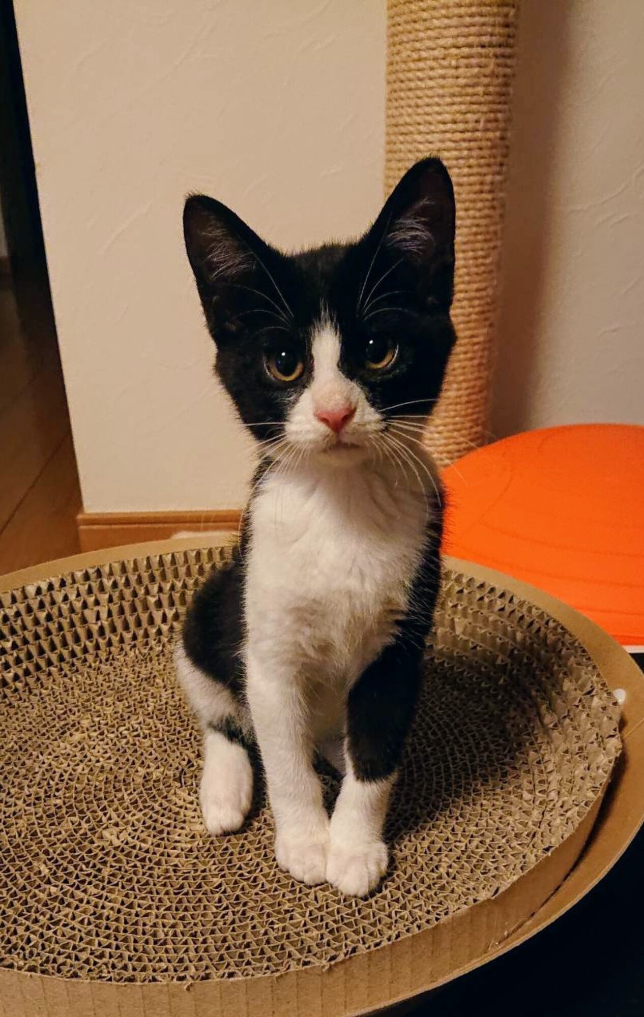 ２ヶ月半のハチワレ娘 結 神奈川県 猫の里親募集 ペットのおうち 月間利用者150万人