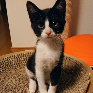 ２ヶ月半のハチワレ娘・結(むすび)ちゃん