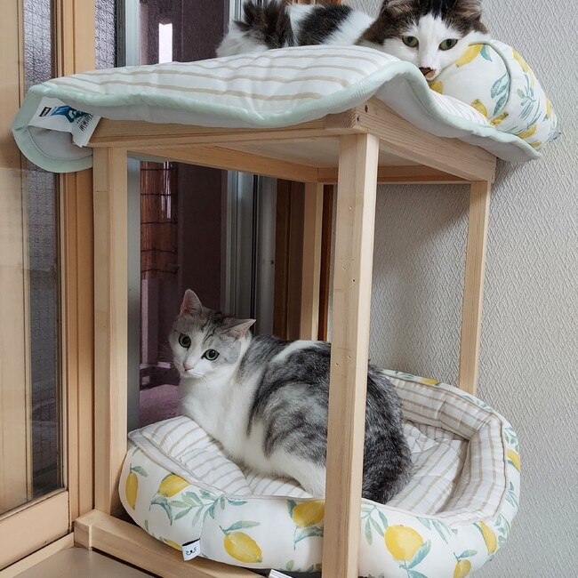 ちえもこのカバー写真