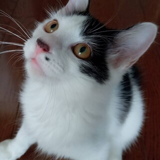【珍しい中長毛】ふわふわ✨美形なケンケン君