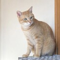 茶トラ♀おすまし美猫のひめちゃん！