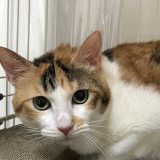 ナデナデ大好きな女の子です♪