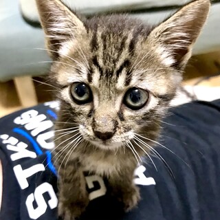 小さな甘えん坊男の子あきらくん幸運の鍵シッポ！