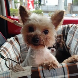 素敵な家族ができました、ありがとうございました♪