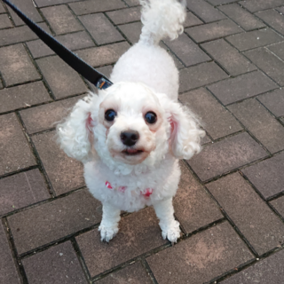 白プードル ５歳★まいちゃん 繁殖引退犬