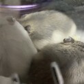 【性別判明！】生後1ヶ月のジャンガリアンです。