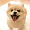 とりぷるラブリーであなたを虜にします♡つぐみちゃん