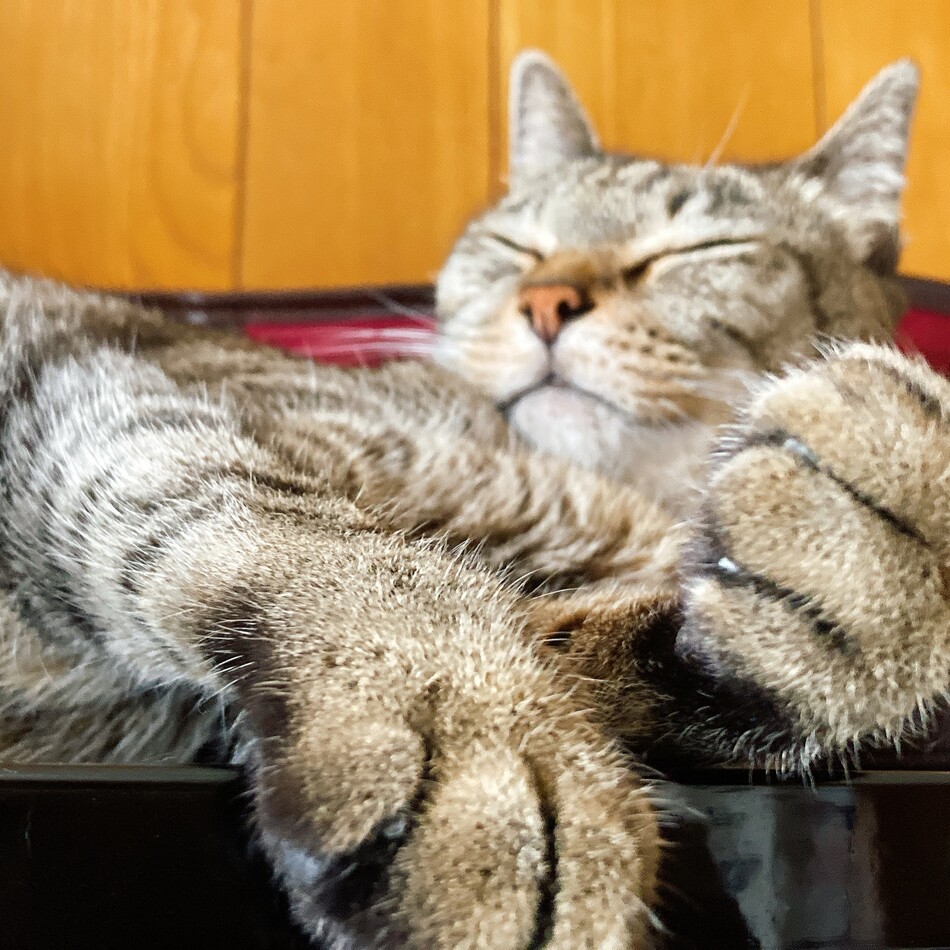 りーちゃんのカバー写真