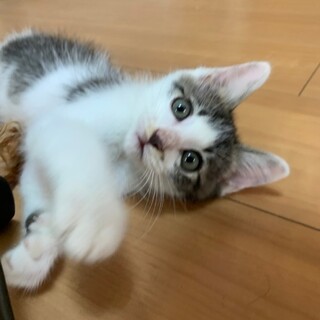 コロコロ子猫♡あんこくん