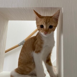 抱っこ大好き♡マオくん