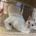 知人からです。オッドアイ鍵尻尾のしろちゃん。